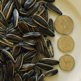 Sunflower seed